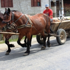 Roemenië (7)