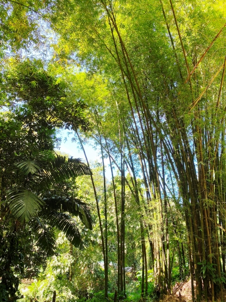 Saint-Vincent-Grenadines-19