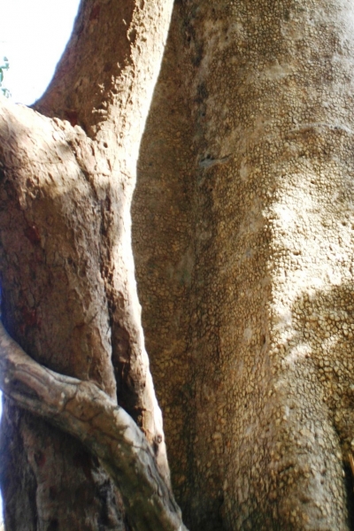 Senegal (106)