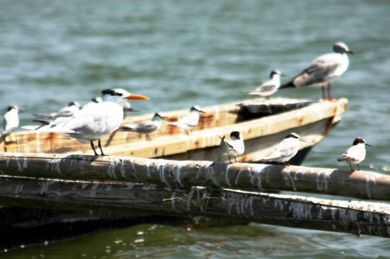 Senegal (11)