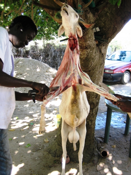 Senegal (142)
