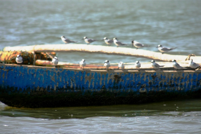 Senegal (15)
