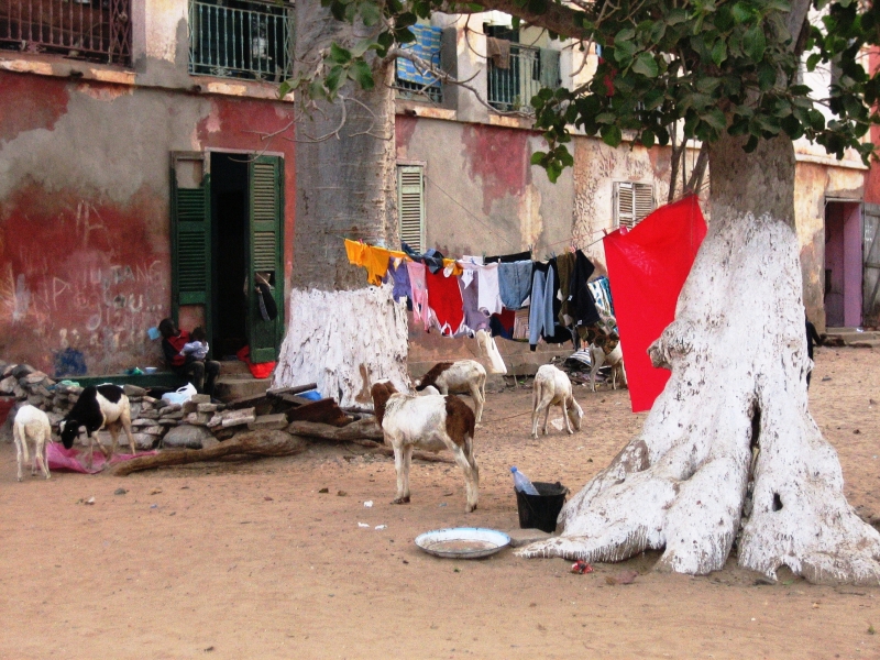 Senegal (73)