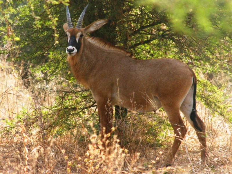 Senegal (79)