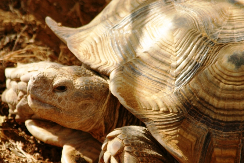 Senegal (90)