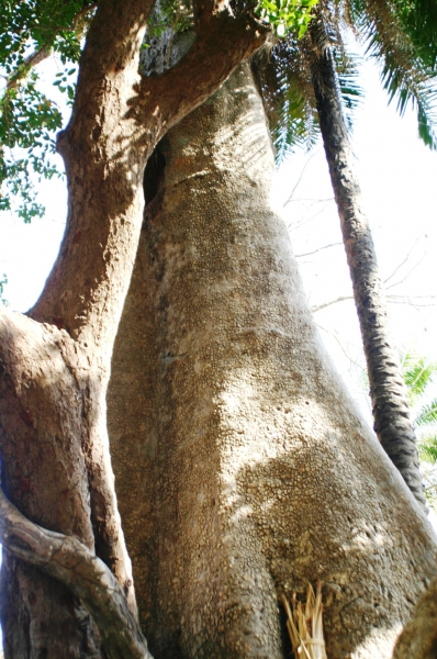 Senegal (99)