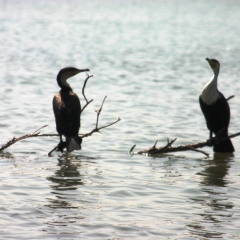 Senegal (10)