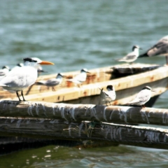 Senegal (11)