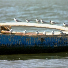 Senegal (15)
