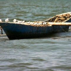 Senegal (16)