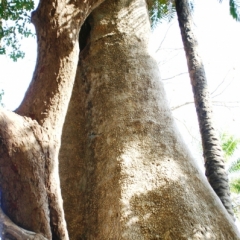 Senegal (99)