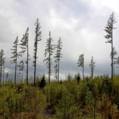 Slowakije (5)