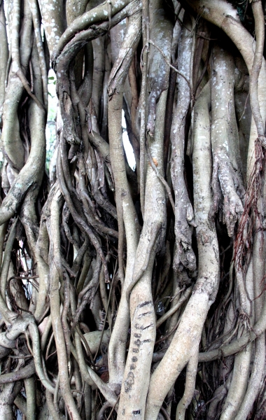 Sri Lanka (169)