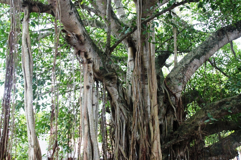 Sri Lanka (175)
