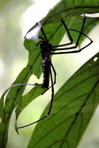 Sri Lanka (183)