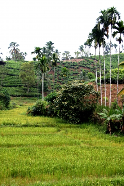 Sri Lanka (214)