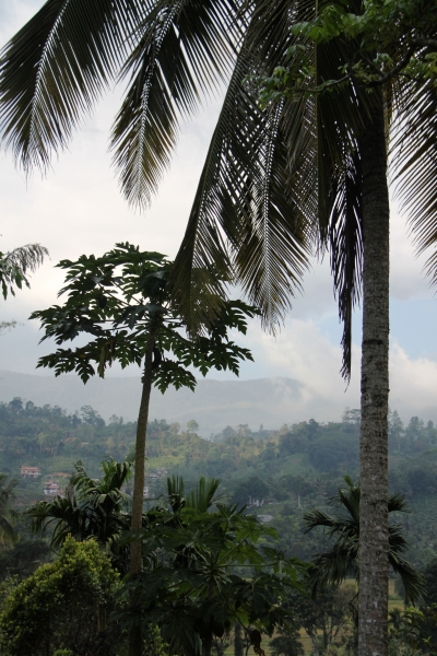 Sri Lanka (250)