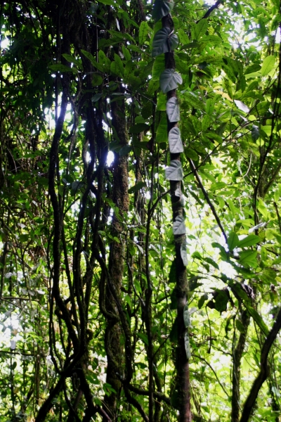 Suriname (10)