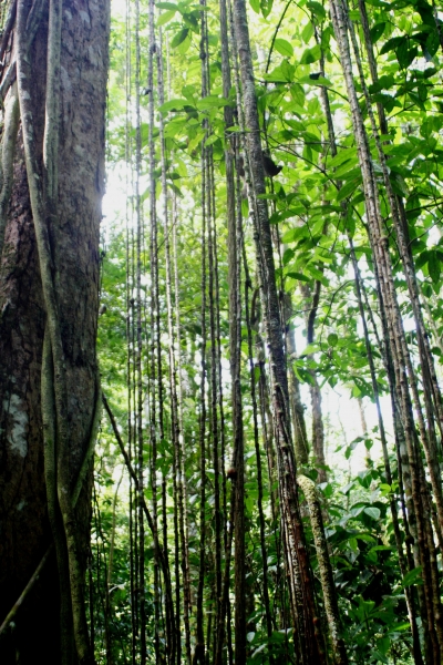 Suriname (11)