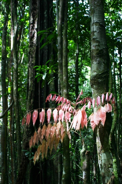 Suriname (14)