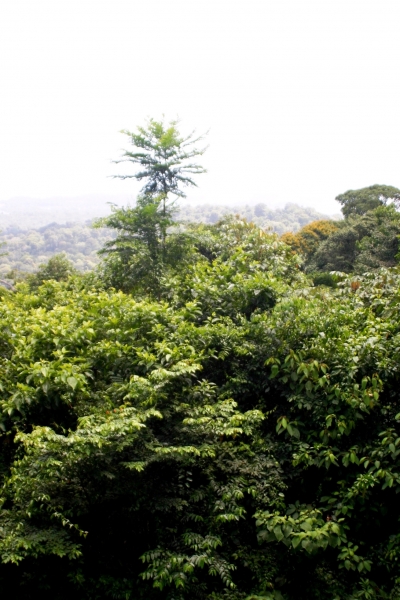 Suriname (2)