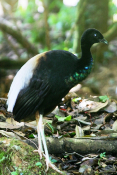 Suriname (20)
