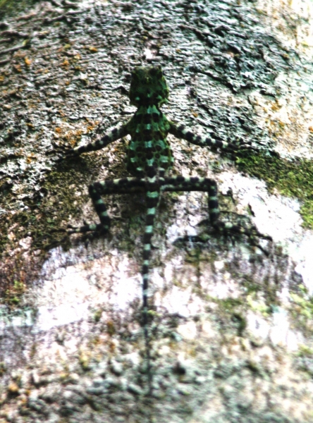 Suriname (21)