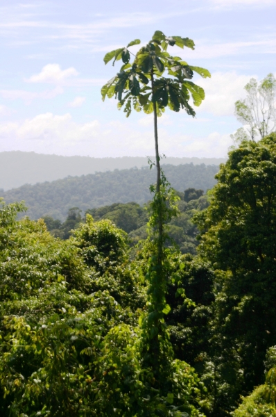 Suriname (4)