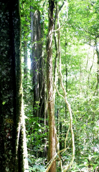 Suriname (8)