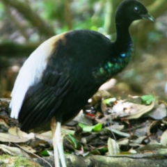 Suriname (20)