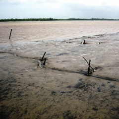 Suriname (37)