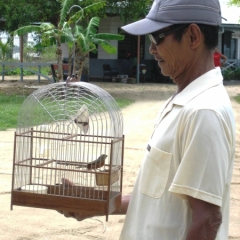 Suriname (50)