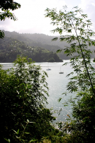 Tobago - Charlotteville (5)