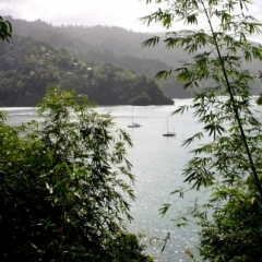 Tobago - Charlotteville (5)