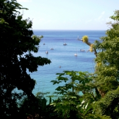 Tobago - Charlotteville (6)