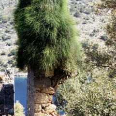 Turkije (10)