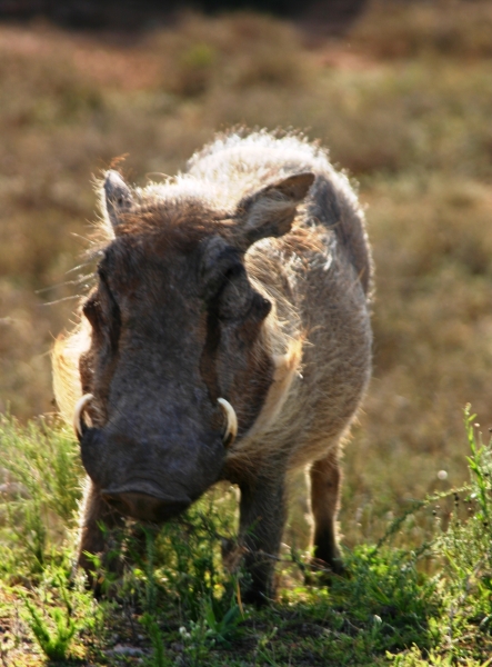 Zuid Afrika (1)