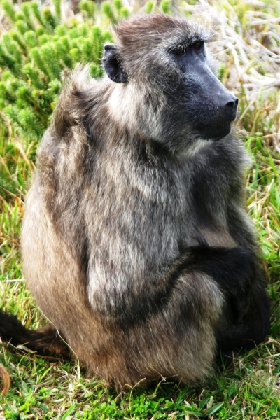 Zuid Afrika (11)