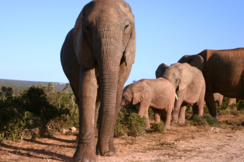 Zuid Afrika (6)