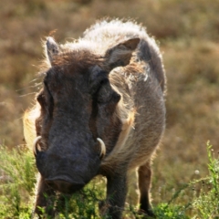 Zuid Afrika (1)