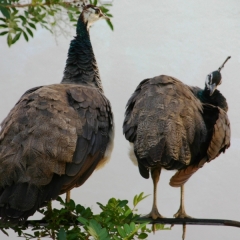 Zuid Afrika (15)
