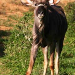 Zuid Afrika (2)