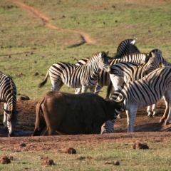 Zuid Afrika (7)